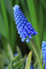 Blue Hyacinth