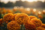 Marigold
