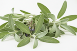 Sage
